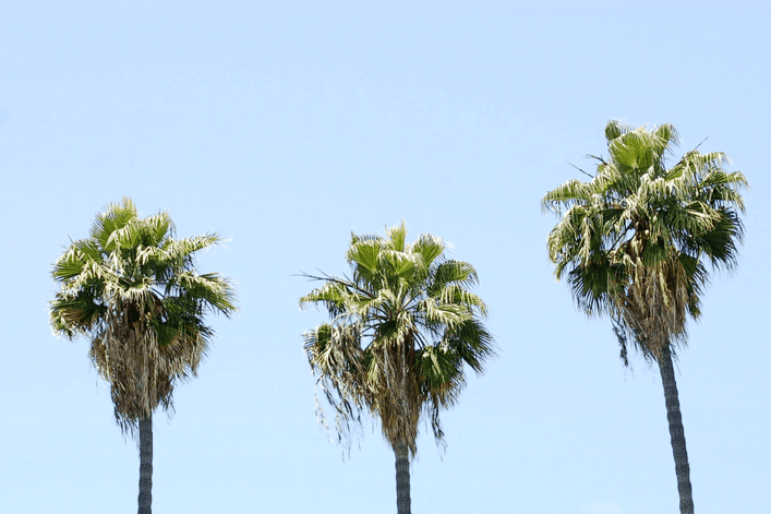 California location palm trees